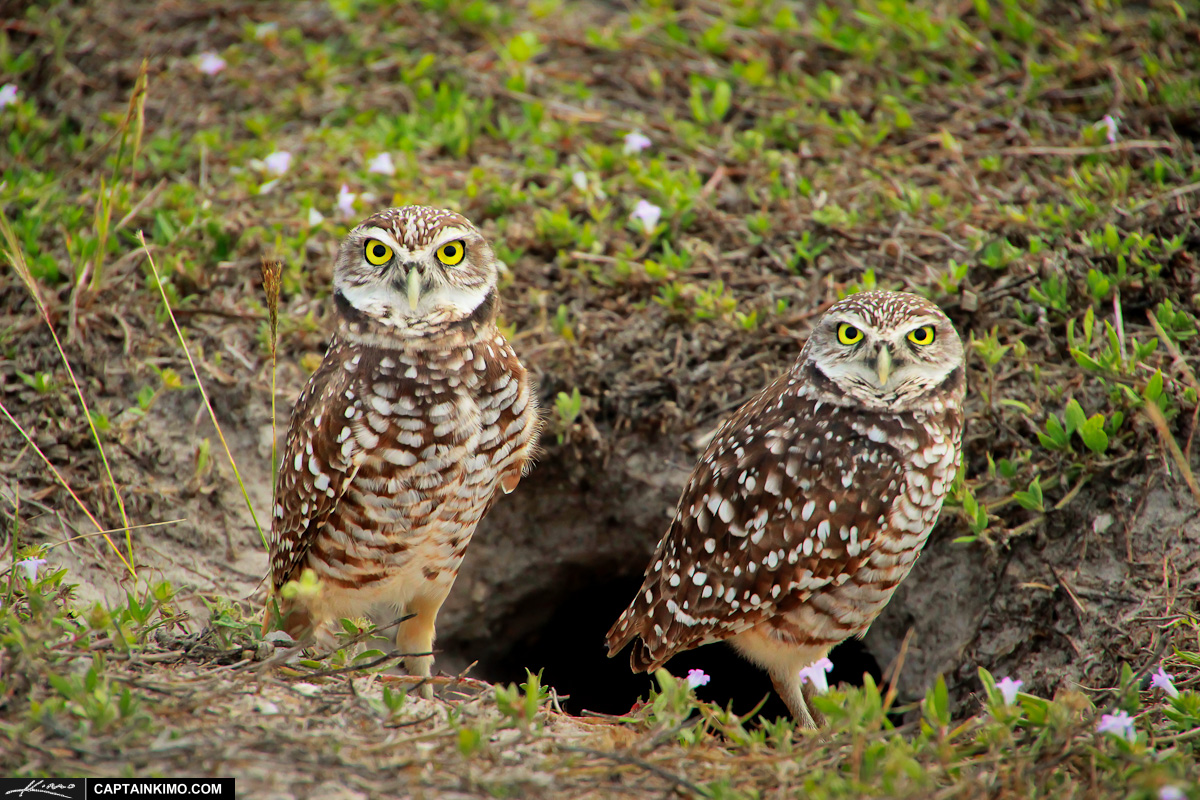 BurrowingOwls.jpg