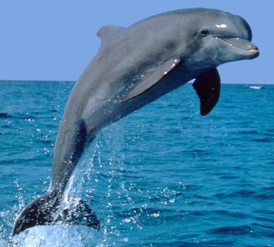 mdolphin.jpg